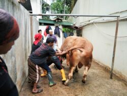 Penyembelihan Hewan Kurban Dihimbau Ditunda