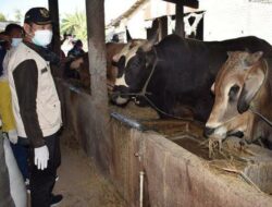 Pandemi, Penjualan Hewan Kurban di Lamongan Meningkat