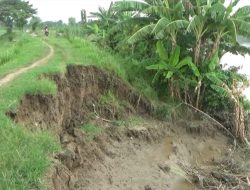 Dua Tanggul Bengawan Solo di Kanor, Bojonegoro Rawan Jebol