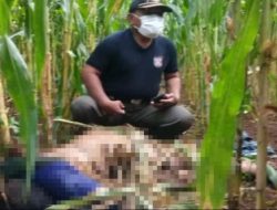 Ditemukan Mayat di Kebun Jagung, Polisi Pastikan Dalam Penyelidikan