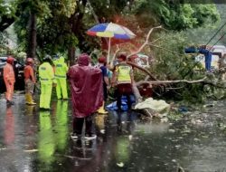 Antar Anak Kerja, Warga Bumiayu Meninggal setelah Tertimpa Pohon Tumbang