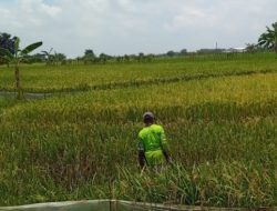 Cuaca Ekstrem, Sulit Pupuk, dan Panen Tidak Maksimal, Petani Gresik Sambat 