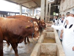 Pastikan Kebutuhan Hewan Kurban Lamongan Terpenuhi, Khofifah Kunjungi Ternak Terbesar