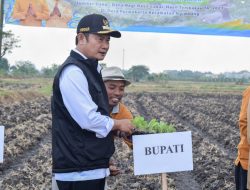 Harga Tembakau di Kabupaten Lamongan Naik, Ternyata Segini Harga Per Kilonya…