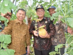 Petik Melon di Smart Green House, Plt. Bupati Rouf: Holtikultura Salah Satu Unggulan Lamongan