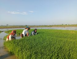 Pemkab Lamongan Dorong Tanam Lebih Awal, untuk Tingkatkan Produktivitas Padi