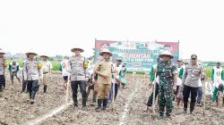 Dukung Swasembada Pangan, Lamongan Target 56 Ha Lahan Tanam Jagung